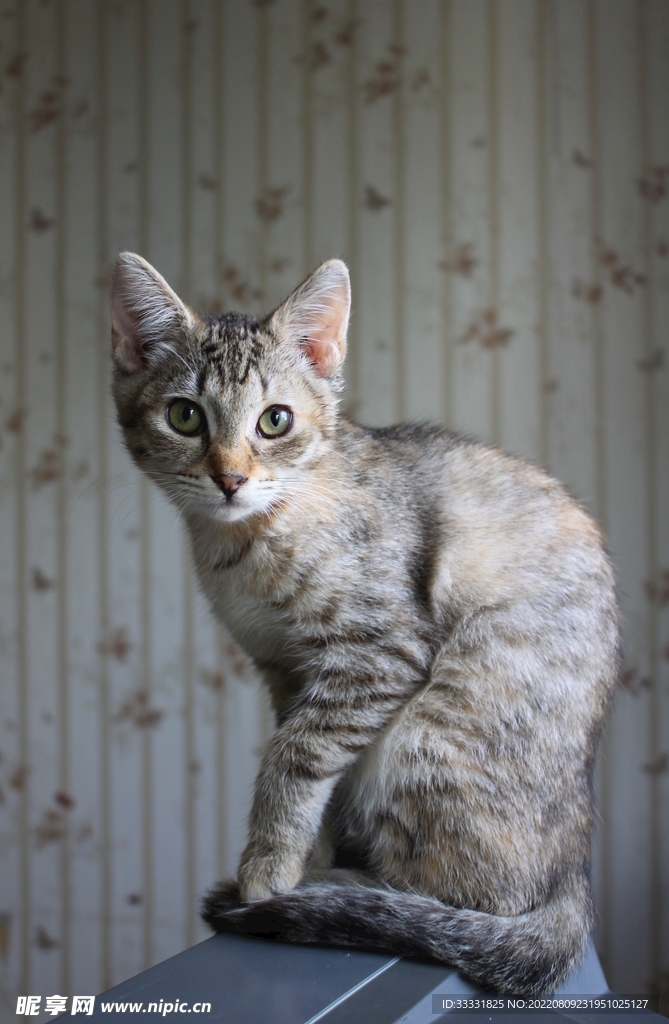 猫