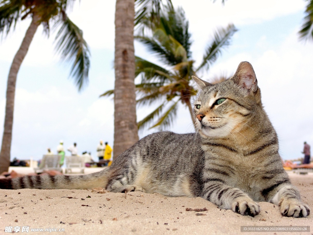 猫
