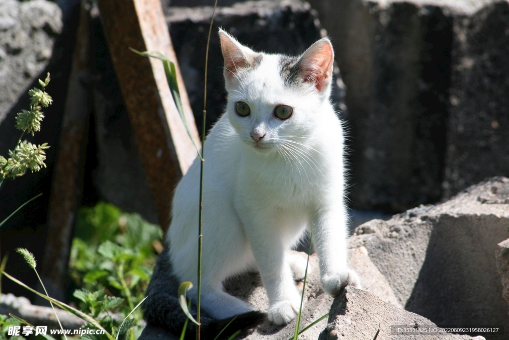 猫
