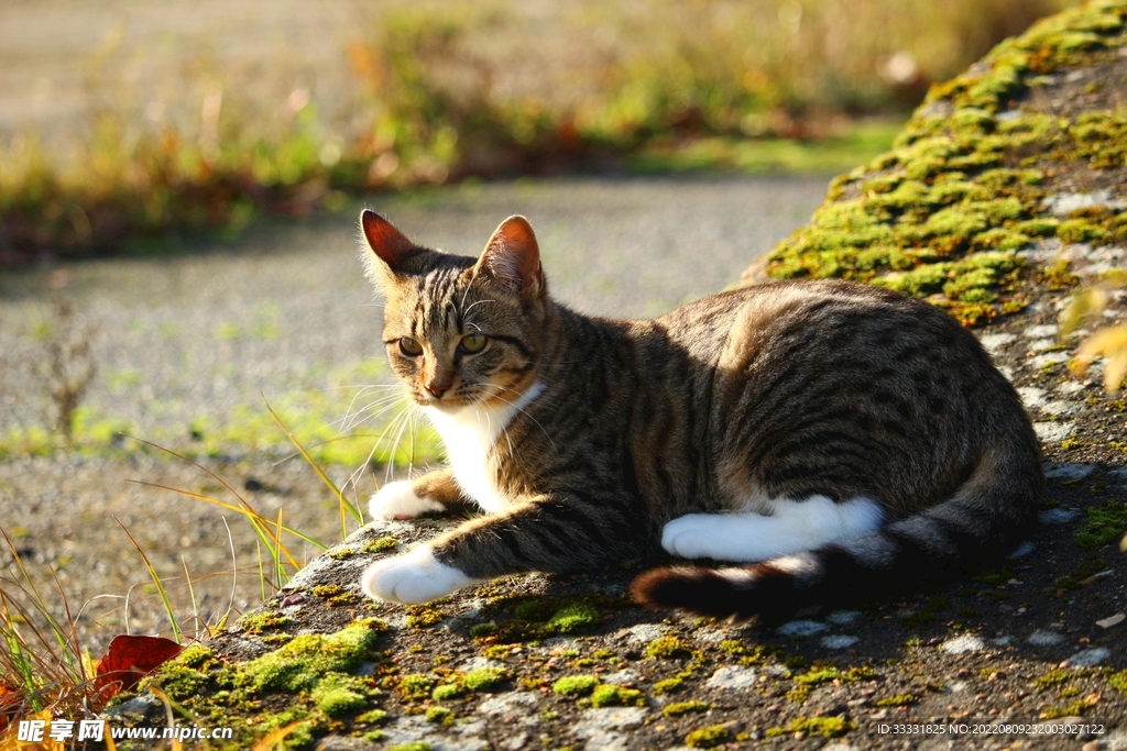 猫