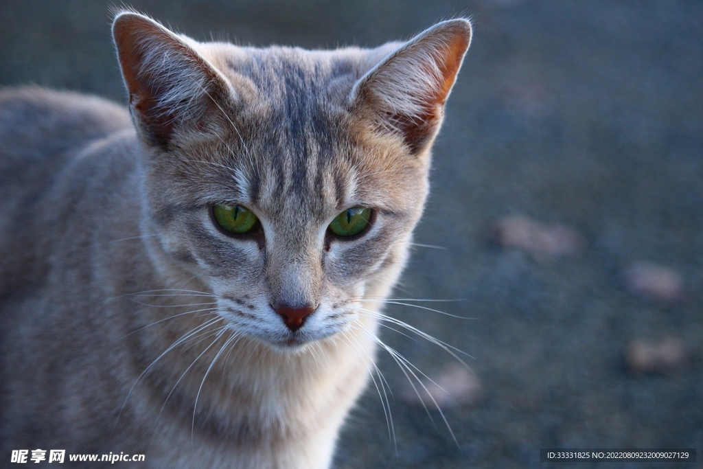猫