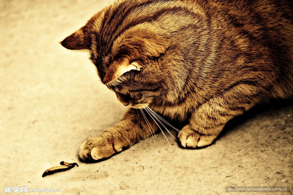 猫