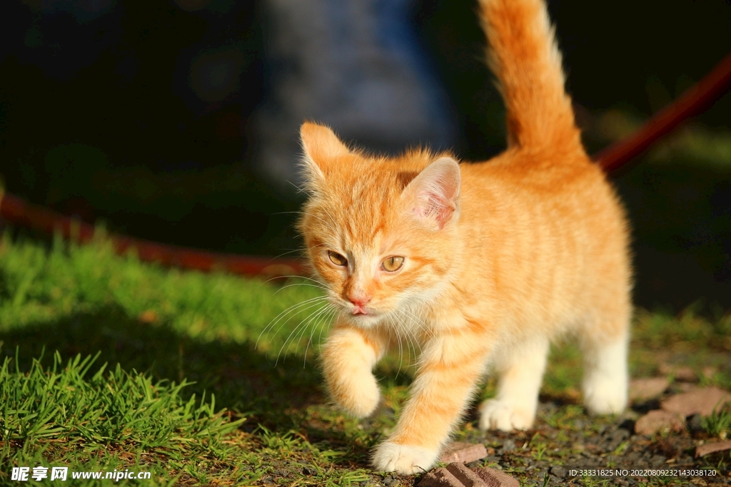 猫