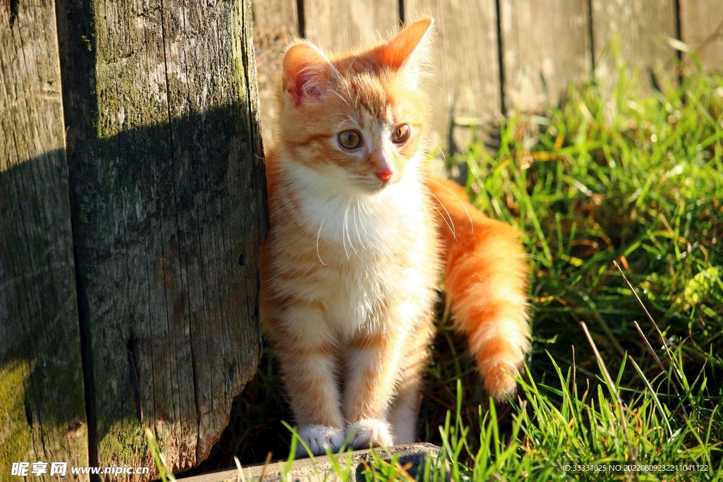 猫