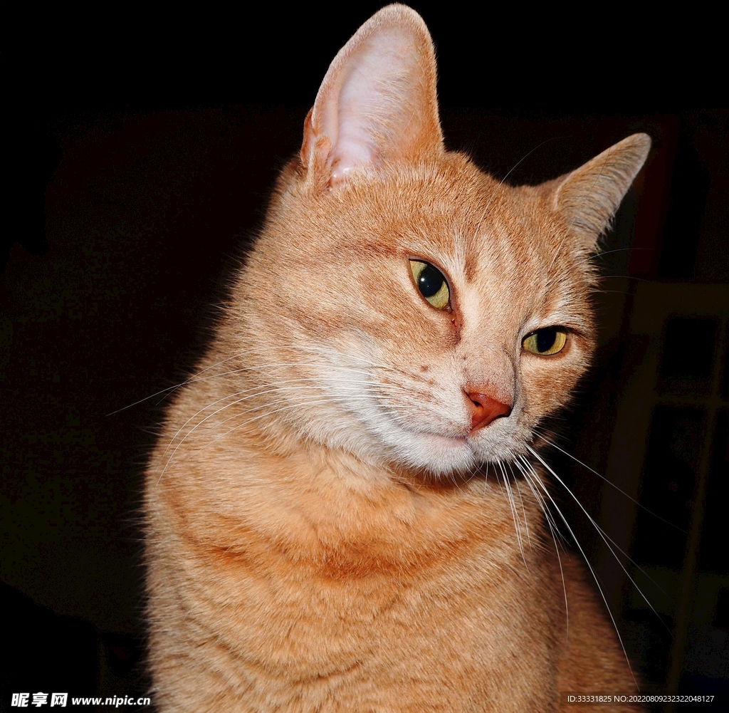 猫