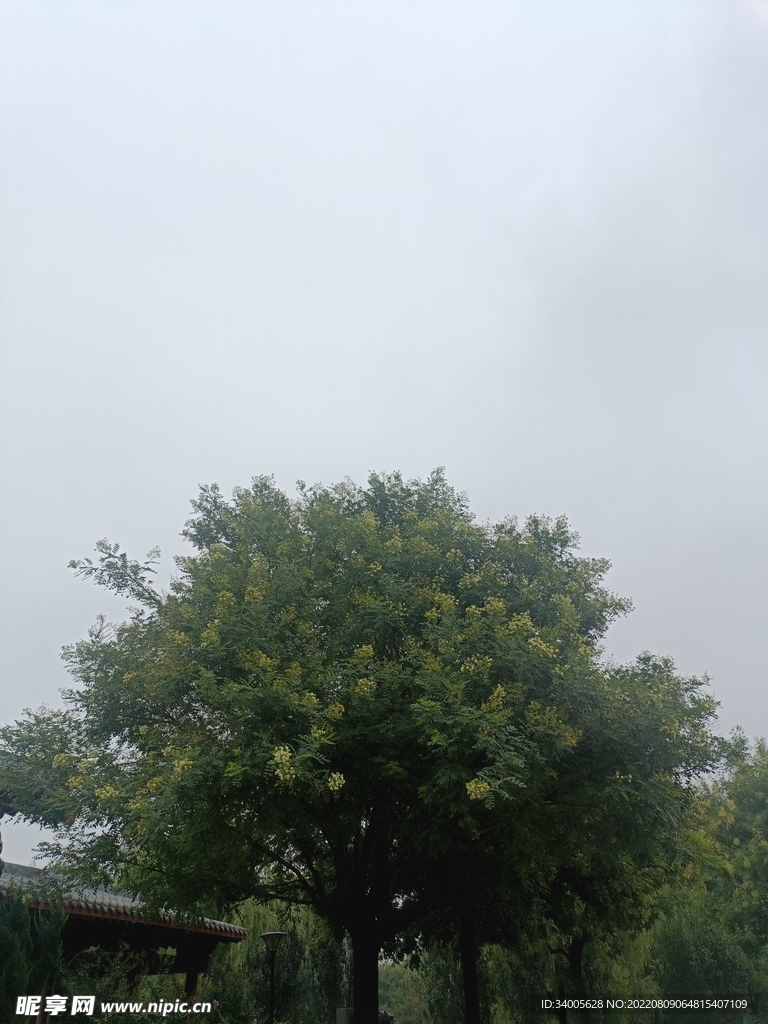 雨后树木