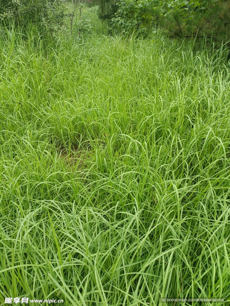 绿地植物