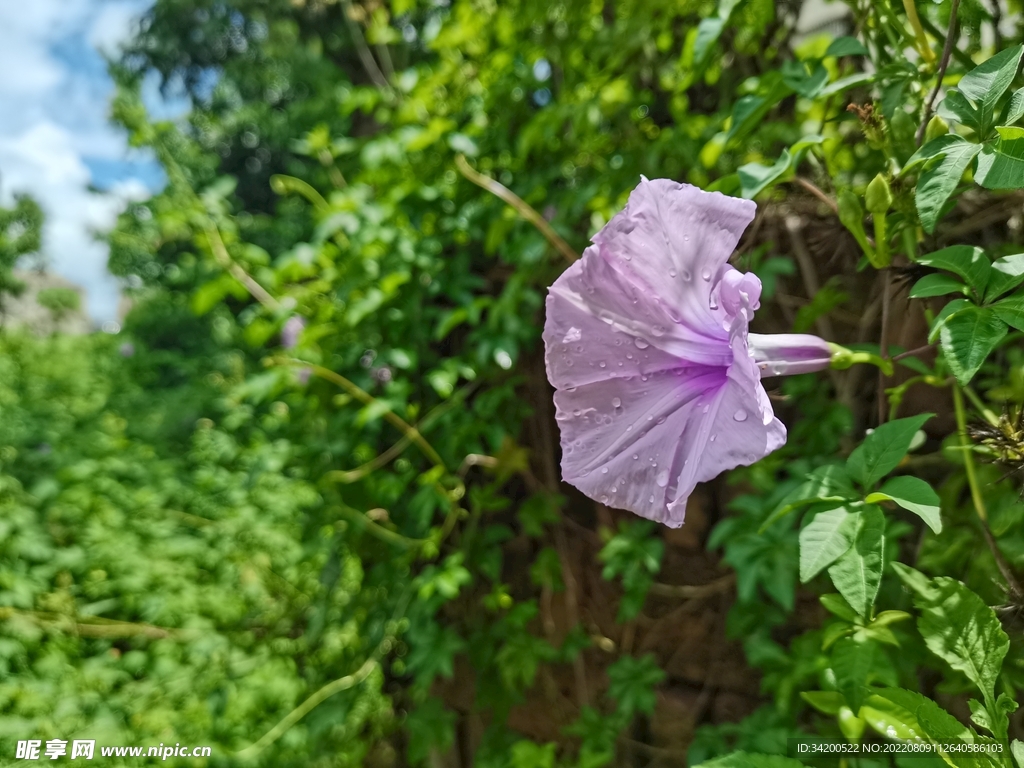 牵牛花