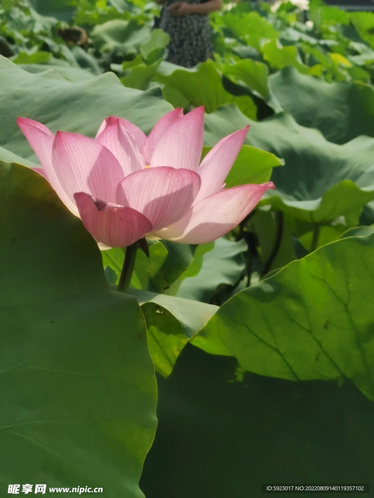 荷花