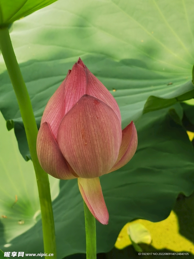 荷花