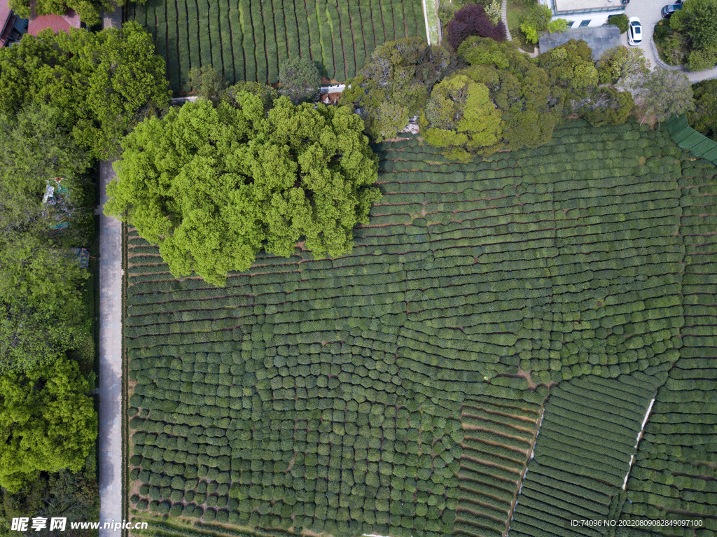 龙井茶茶园