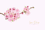 梅花樱花