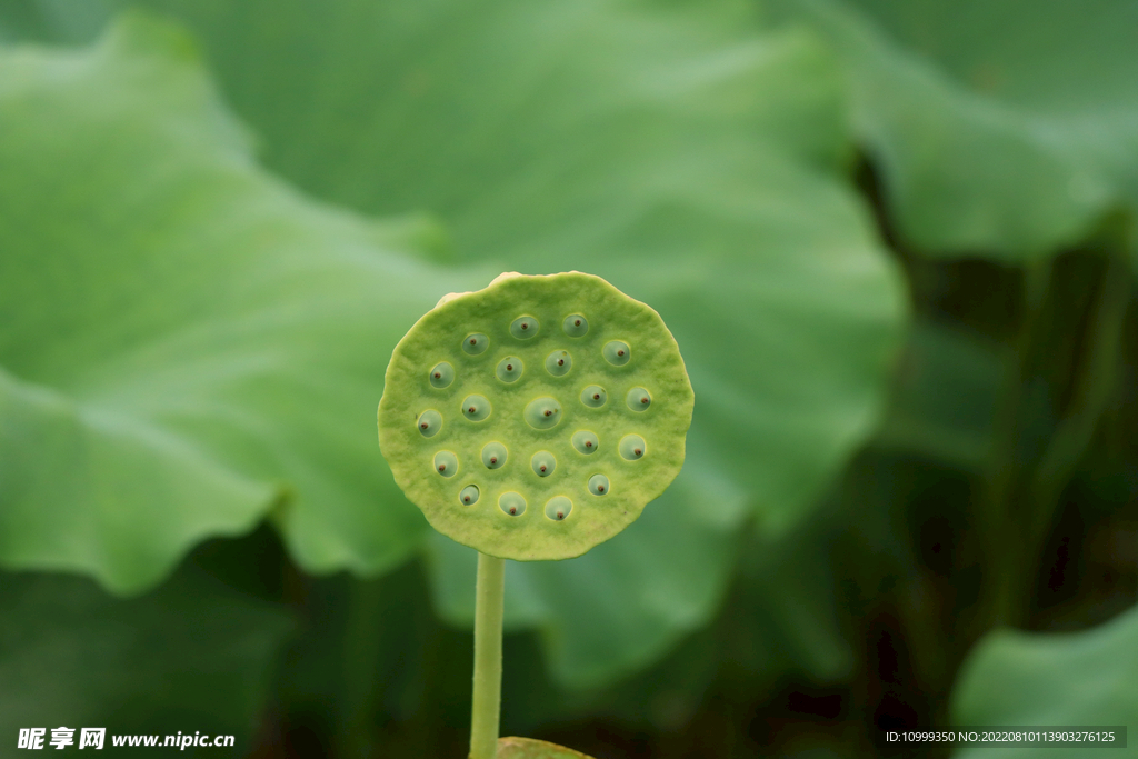 莲蓬莲子