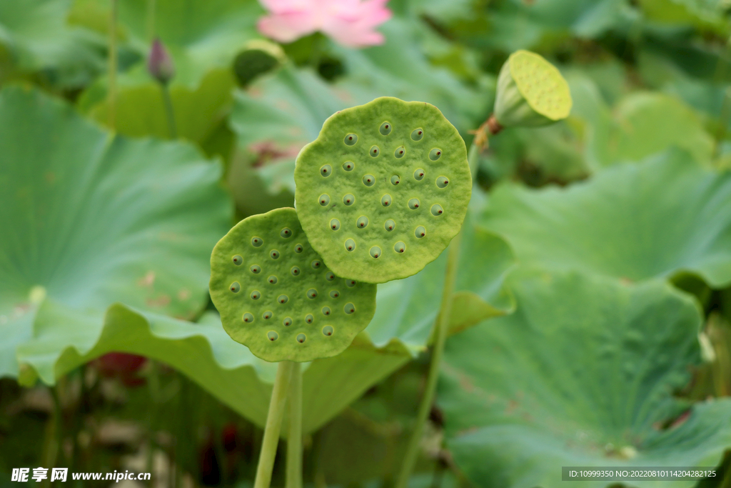 莲蓬莲子