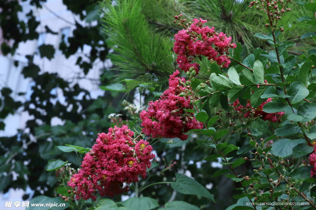紫薇花 