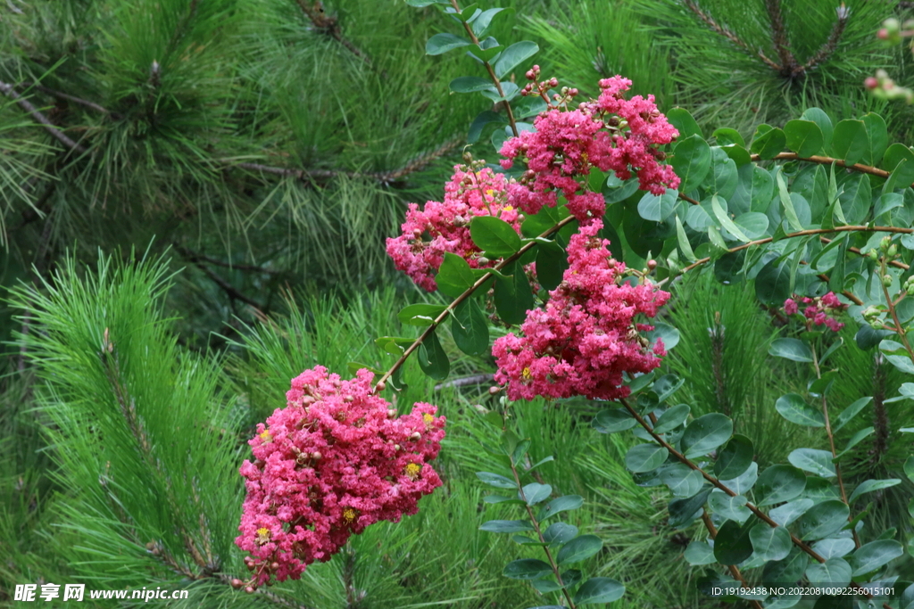 紫薇花 