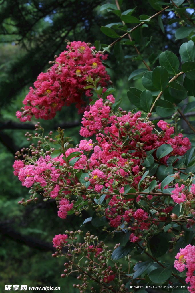 紫薇花