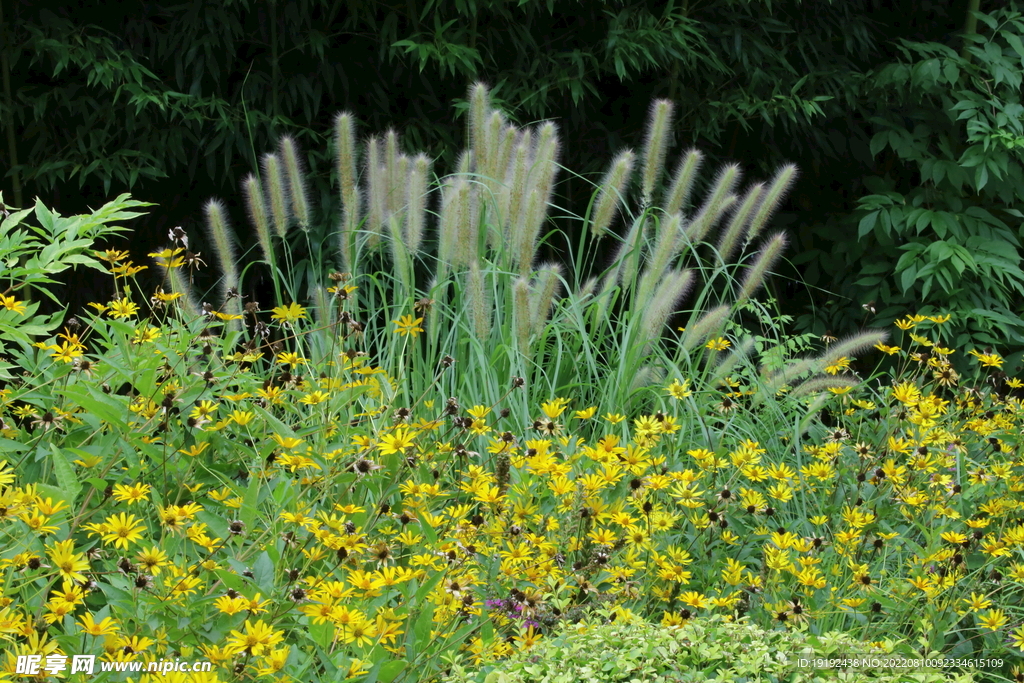 园林花草