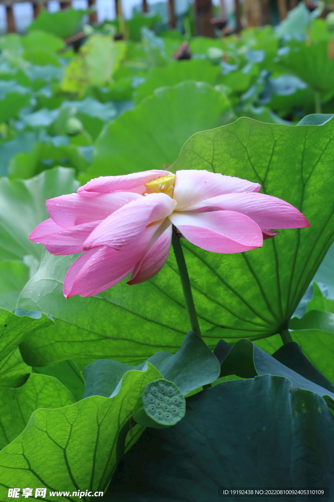 荷花 