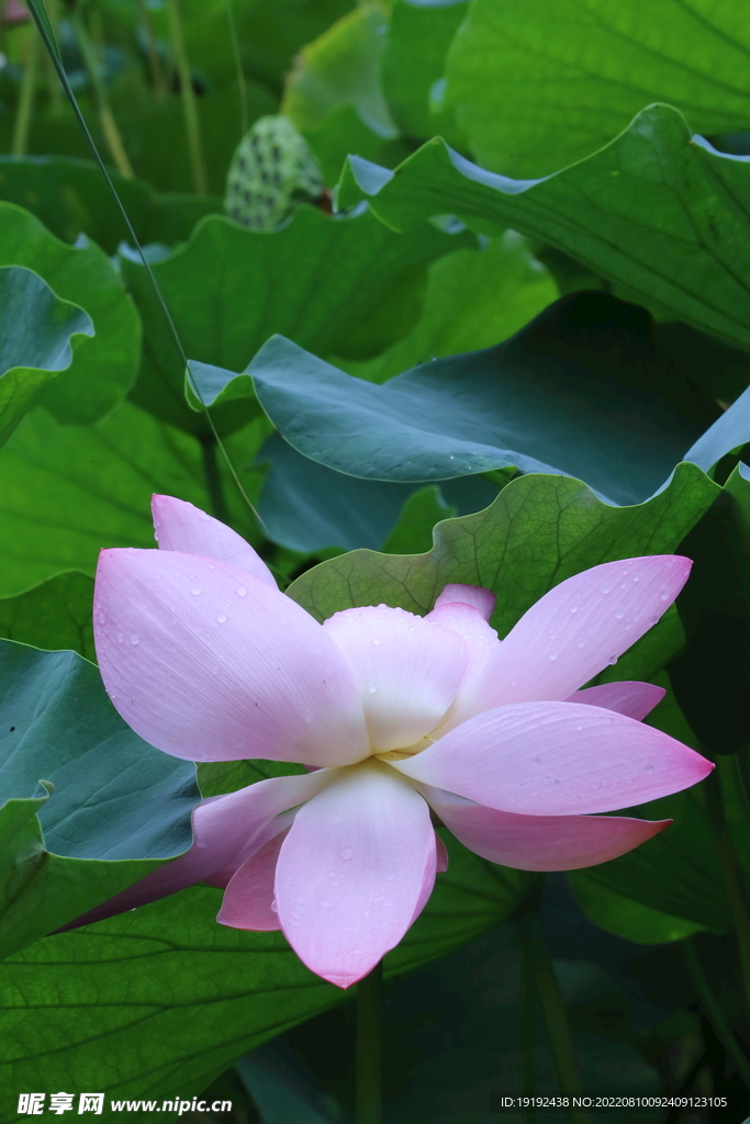 荷花