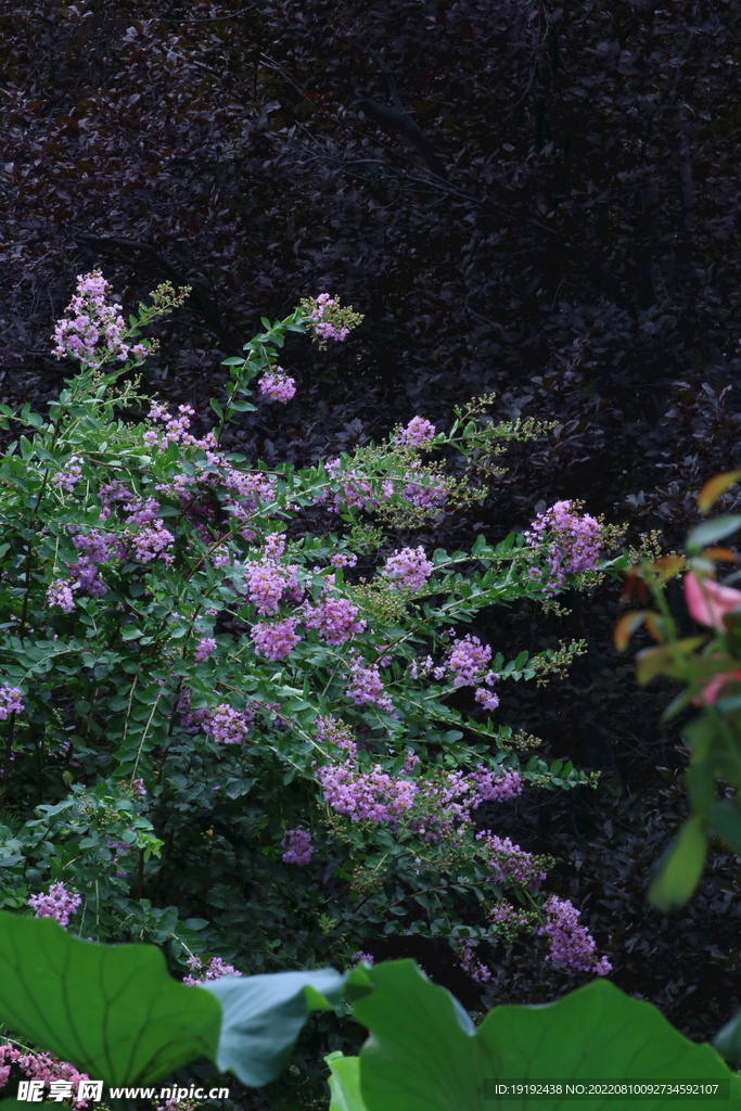 园林花草 