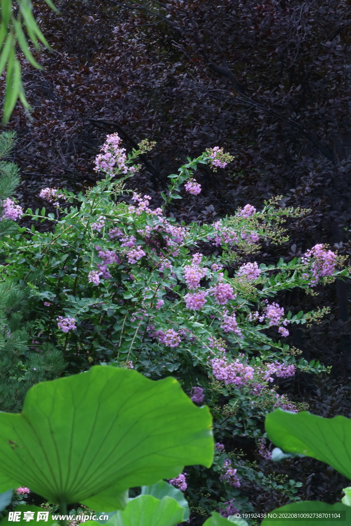 紫薇花 