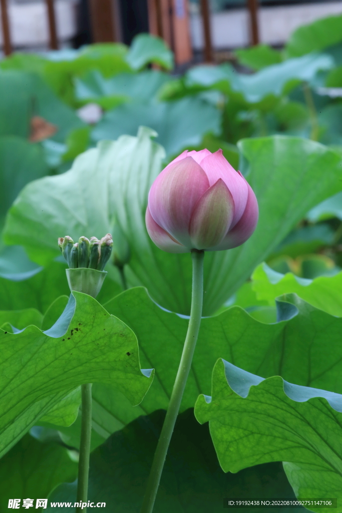 荷花 