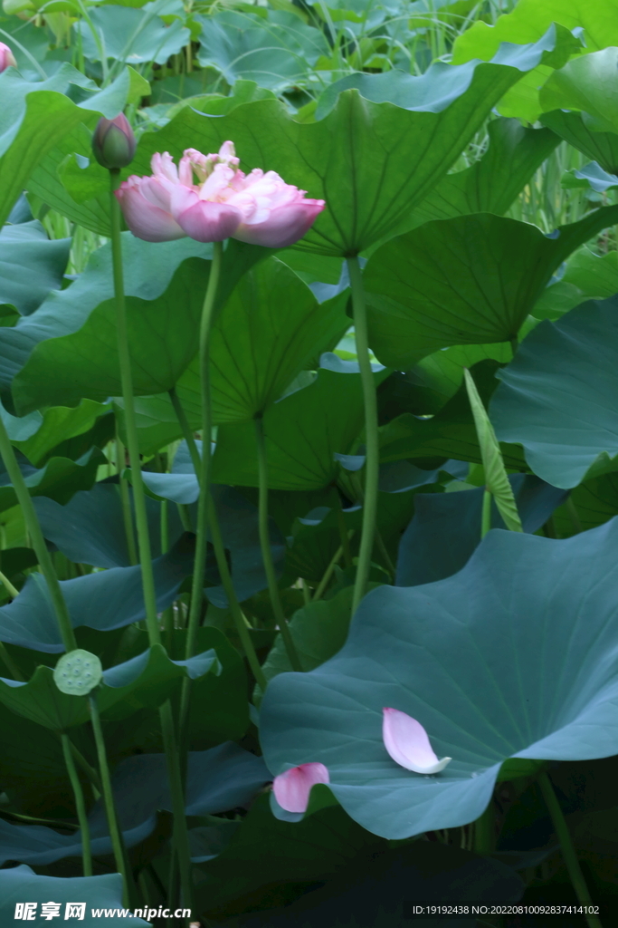 荷花 