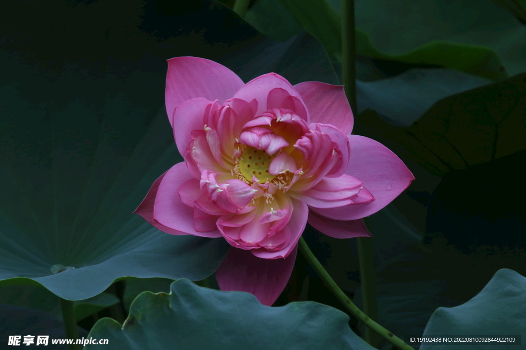 荷花 