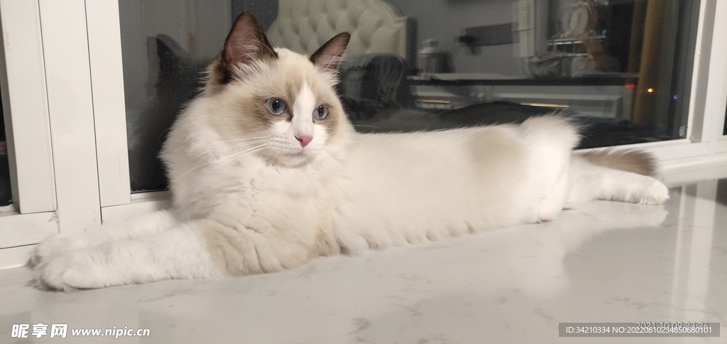布偶猫