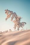 白雪中的一棵树
