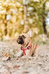 一只惆怅的斗牛犬