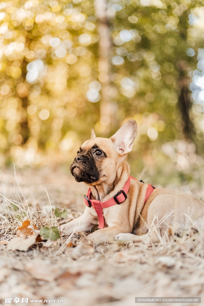 一只惆怅的斗牛犬