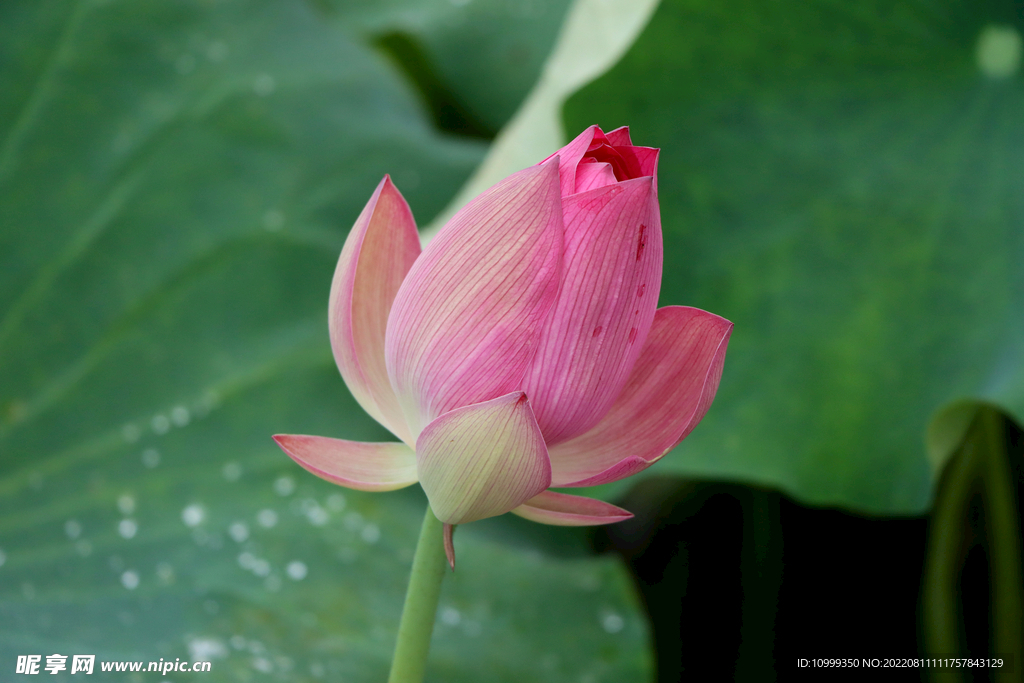 莲花花苞