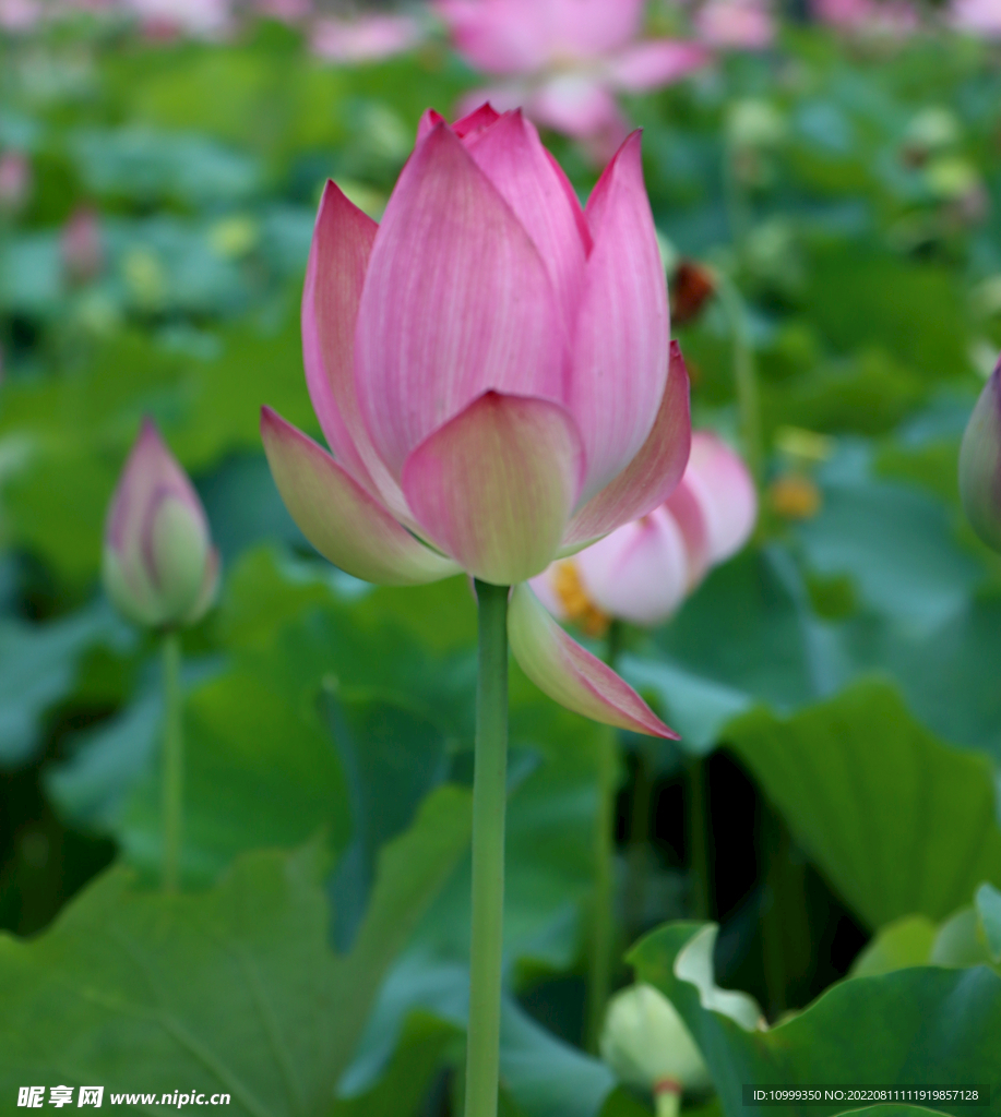 荷花花苞花蕾