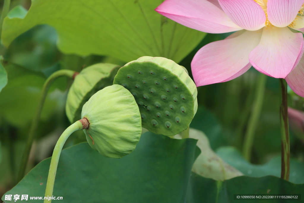 莲蓬莲子