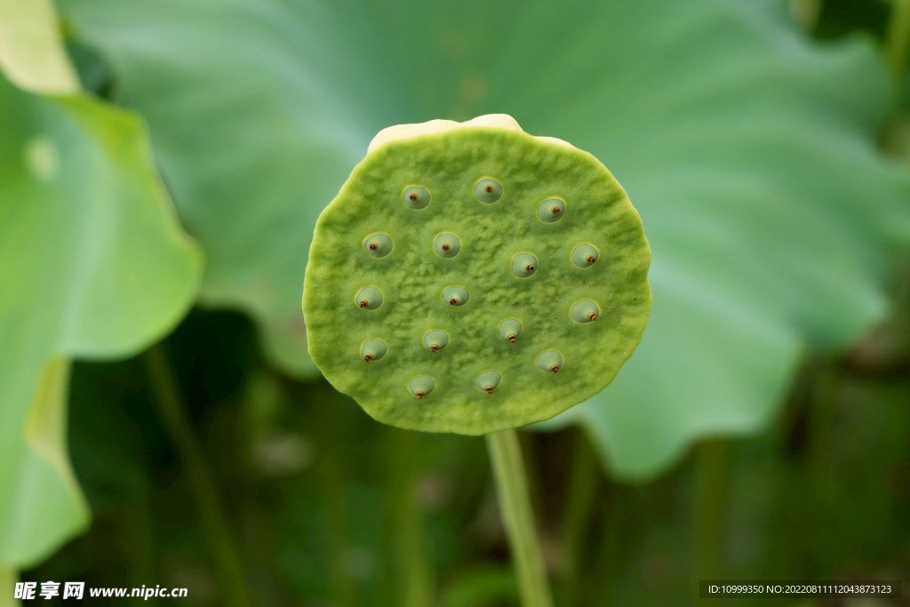 莲蓬莲子