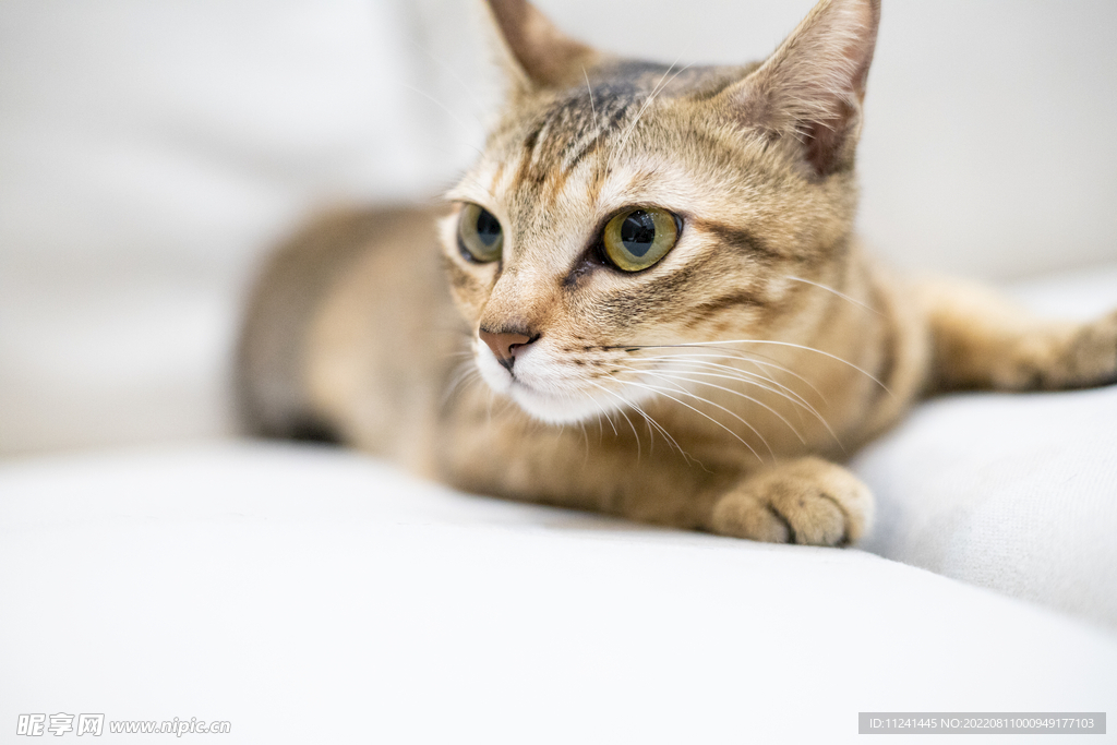 田园猫狸花猫 家猫