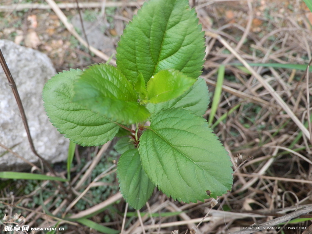 苹果苗