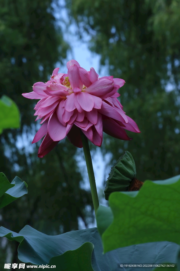 荷花 