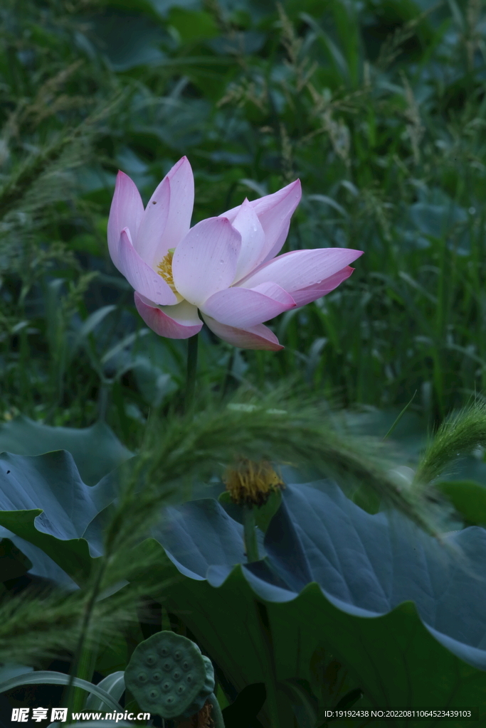 荷花 