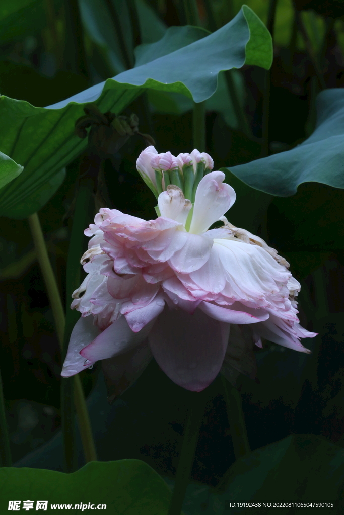 荷花 