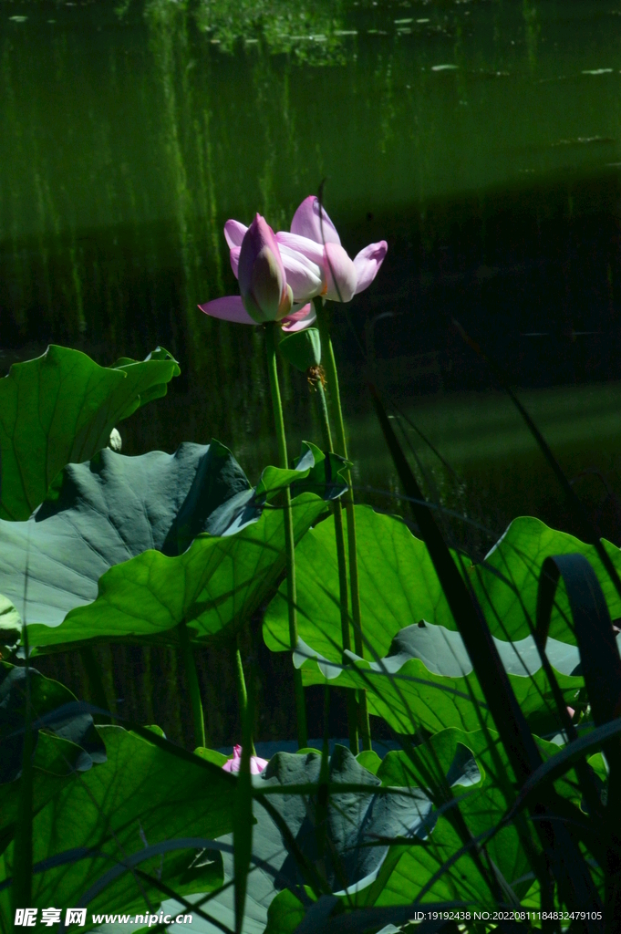 荷花 