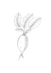 手绘插画萝卜植物素材线稿