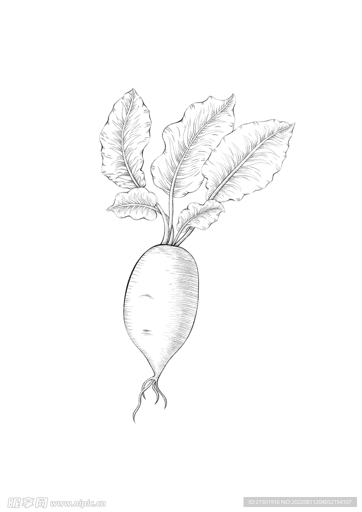 手绘插画萝卜植物素材线稿
