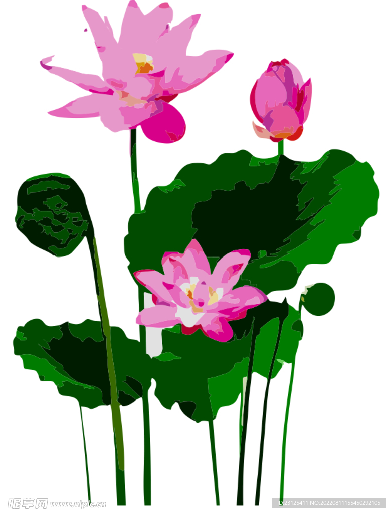 荷花
