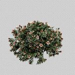 高清免扣花