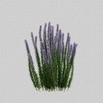 高清免扣花
