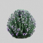 高清免扣花