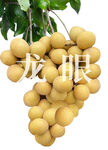 龙眼水果 